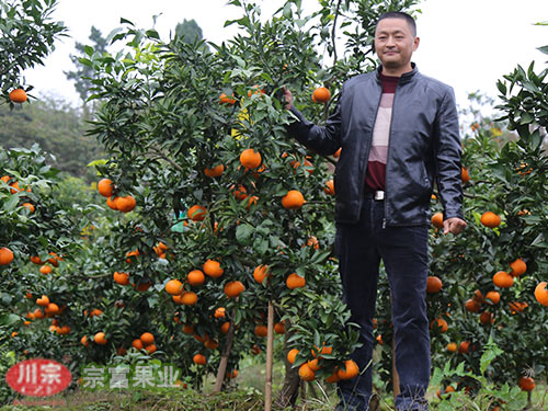 柑橘苗品种